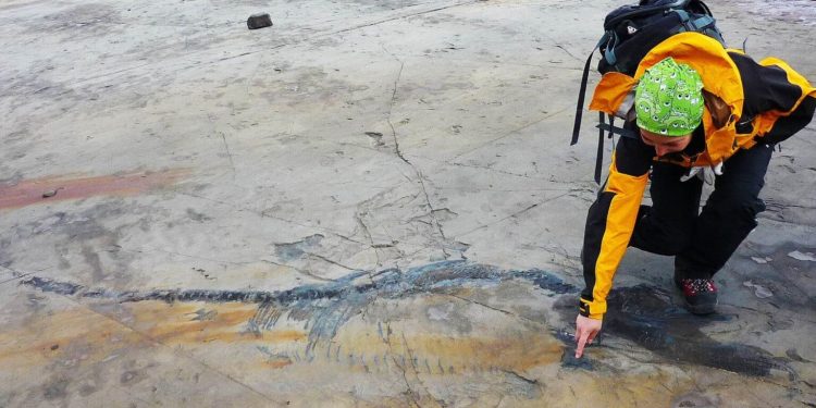 Zbulohet fosil i rrallë, zvarranik shtatzënë që nga epoka prehistorike