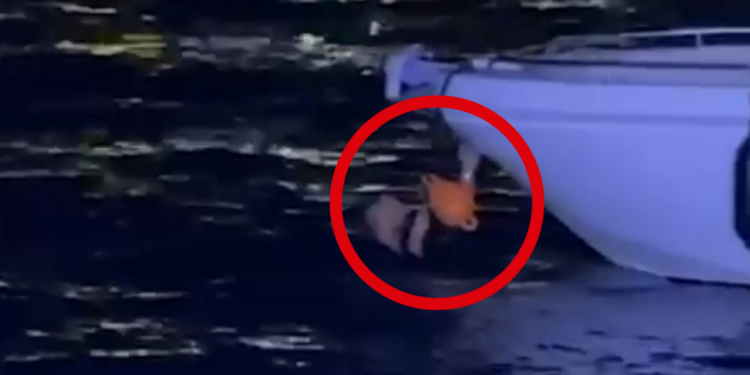 EMRAT / Njëri u hodh në det për t’i shpëtuar Policisë. Kush janë 3 të arrestuarit në Sarandë. Gjendet arma dhe…