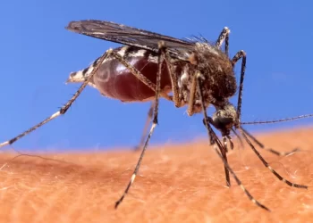 Alarm në Itali nga virusi i Nilit Perëndimor, 32 raste dhe dy të vdekur