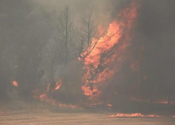 Dogjën 450 metër katrorë bimë e pemë frutore në Finiq, arrestohen në flagrancë dy persona