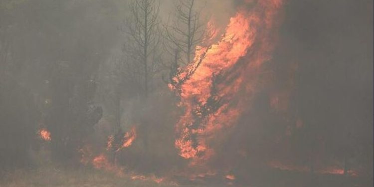 Dogjën 450 metër katrorë bimë e pemë frutore në Finiq, arrestohen në flagrancë dy persona