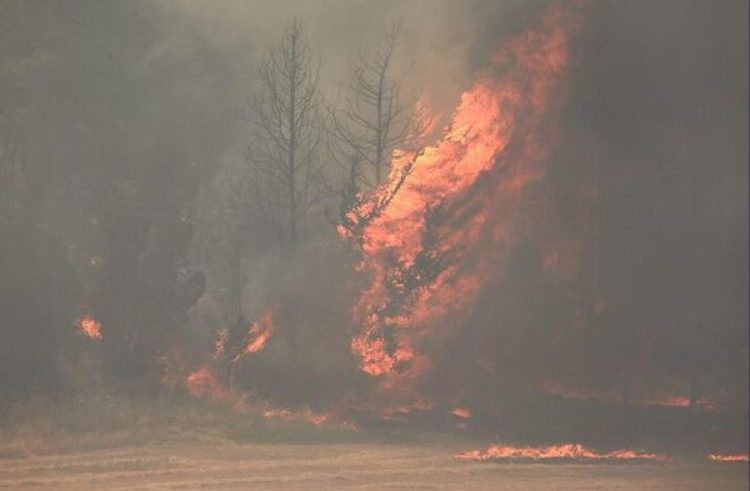 Dogjën 450 metër katrorë bimë e pemë frutore në Finiq, arrestohen në flagrancë dy persona