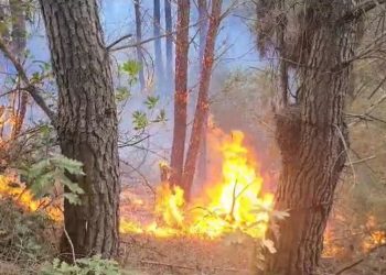 Zjarret në vend/ Ministria e Mbrojtjes: Gjatë 24 orëve të fundit janë raportuar 24 vatra, janë shuar të gjitha