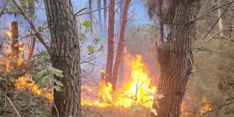 Zjarret në vend/ Ministria e Mbrojtjes: Gjatë 24 orëve të fundit janë raportuar 24 vatra, janë shuar të gjitha