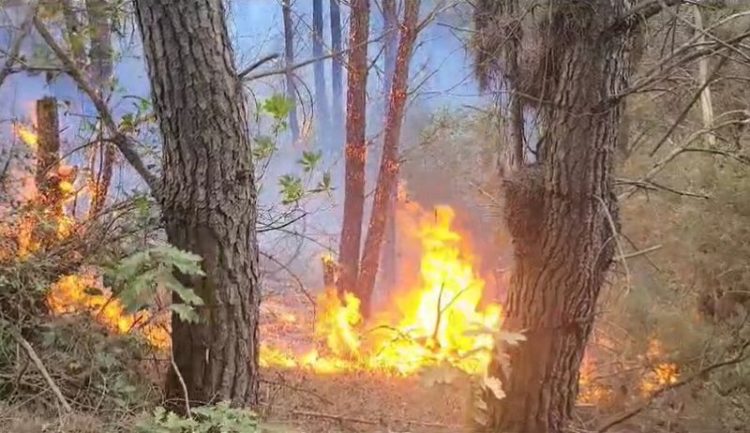 Zjarret në vend/ Ministria e Mbrojtjes: Gjatë 24 orëve të fundit janë raportuar 24 vatra, janë shuar të gjitha