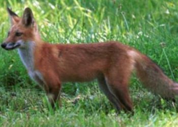 Vendosi helm për dhelprat, por helmoi qentë e fqinjit në Livadhja, procedohet penalisht 65-vjeçari