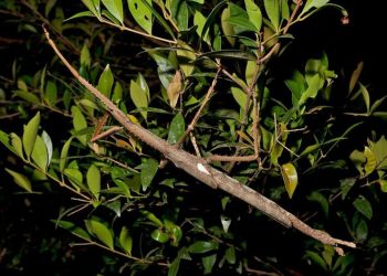 Insekti më i rëndë, me peshë mbi 40 gramë, zbulohet në pyjet tropikale të shiut të Queensland