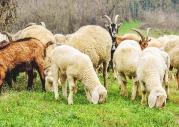 Raporti: Ndryshimet klimatike po zhdukin racat lokale të bagëtive në Shqipëri