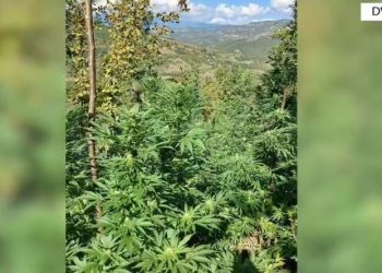 Trafikonin kanabis drejt Greqisë, dy të arrestuar