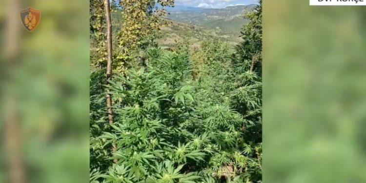 Trafikonin kanabis drejt Greqisë, dy të arrestuar