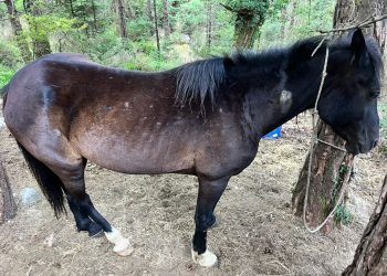 E rëndë/ Qëllohen me armë 22 kuaj në zonën Dukat–Llogara