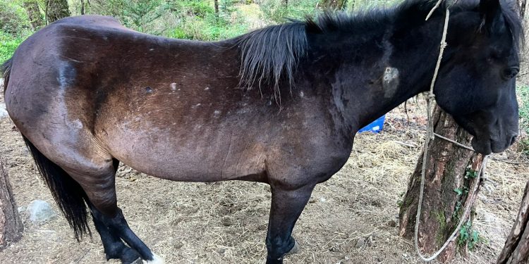 E rëndë/ Qëllohen me armë 22 kuaj në zonën Dukat–Llogara