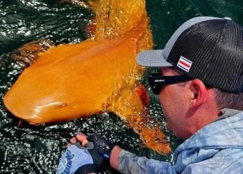 VIDEO/ Kosta Rika, kapet për herë të parë peshkaqeni portokalli – Balkanweb.com – News24