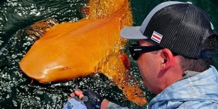 VIDEO/ Kosta Rika, kapet për herë të parë peshkaqeni portokalli – Balkanweb.com – News24