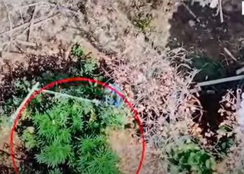 Droni i policisë mbi Lazarat, zbulohet kanabis në oborrin e shtëpisë, një i arrestuar (VIDEO0