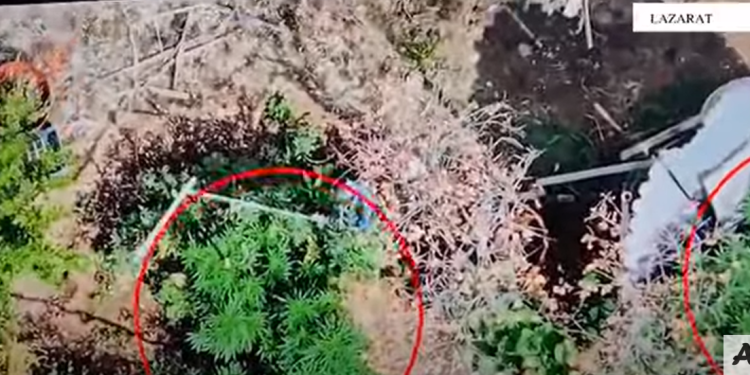 Droni i policisë mbi Lazarat, zbulohet kanabis në oborrin e shtëpisë, një i arrestuar (VIDEO0
