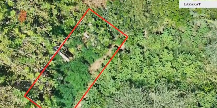 Droni zbulon tjetër shtëpi me kanabis në Lazarat, arrestohet një person (VIDEO)