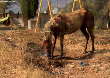 Pamje të trishta/ Kali i lidhur është lënë mes flakëve, kërkon të pijë ujë (FOTO)