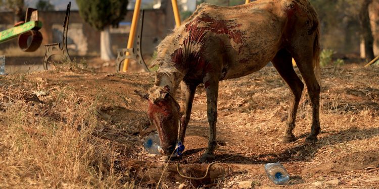 Pamje të trishta/ Kali i lidhur është lënë mes flakëve, kërkon të pijë ujë (FOTO)