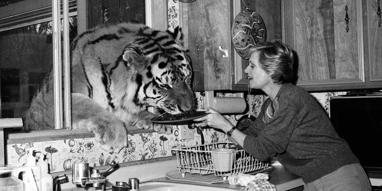 Tippi Hedren dhe jetesa me luanë e tigra: Një histori e çuditshme dhe e rrezikshme