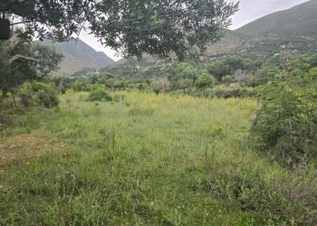 Vendimi që i hap rrugë ndërtimeve në “pemëtore” dhe “ullishte” pa pemë