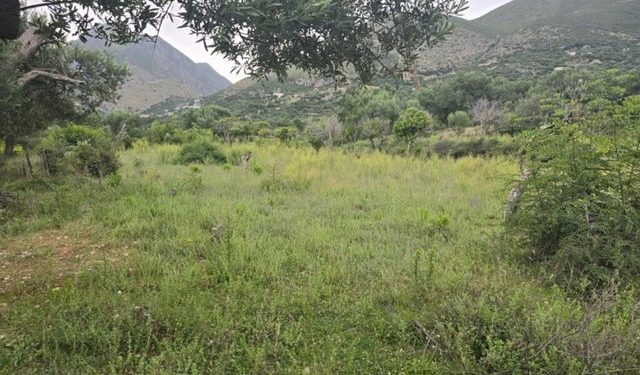 Vendimi që i hap rrugë ndërtimeve në “pemëtore” dhe “ullishte” pa pemë