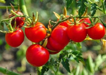 Kishin pesticide dhe përmbajtje nikeli, Kroacia bllokon tonelata domate dhe pjeshkë nga Shqipëria: A u hodhën në tregun shqiptar?