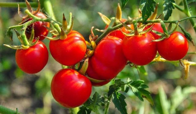 Kishin pesticide dhe përmbajtje nikeli, Kroacia bllokon tonelata domate dhe pjeshkë nga Shqipëria: A u hodhën në tregun shqiptar?