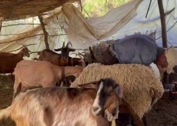 “Ujku i Lushnjës” bën masakër në Lushnje: Vret më shumë se 40 krerë