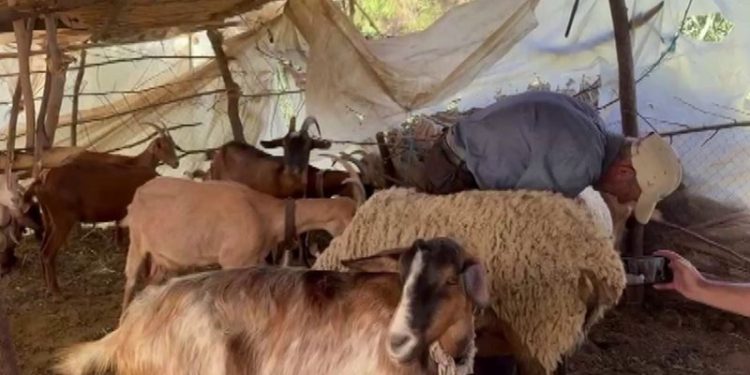 “Ujku i Lushnjës” bën masakër në Lushnje: Vret më shumë se 40 krerë