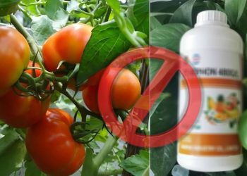 Domatet me pesticide të bllokuara në Kroaci, frikë dhe pasiguri tek grumbulluesit dhe eksportuesit