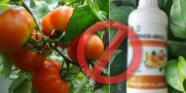 Domatet me pesticide të bllokuara në Kroaci, frikë dhe pasiguri tek grumbulluesit dhe eksportuesit