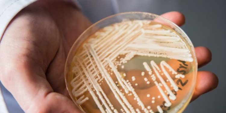 Një kërpudhë vrasëse alarmon spitalet/ Ja vendi më i prekur