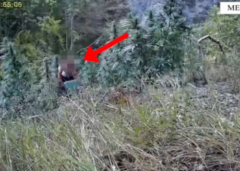 Kultivuan kanabis, arrestohen dy vëllezër në Memaliaj (VIDEO)