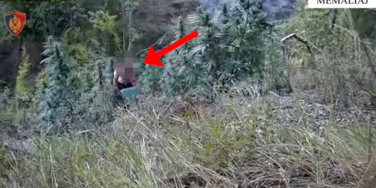 Kultivuan kanabis, arrestohen dy vëllezër në Memaliaj (VIDEO)