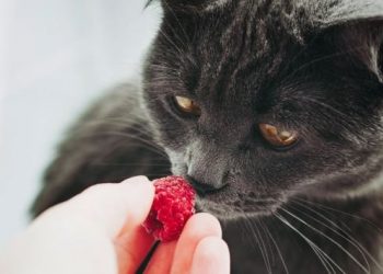 A mund të hanë macet mjedra? Shije freskuese apo rrezik i fshehur?