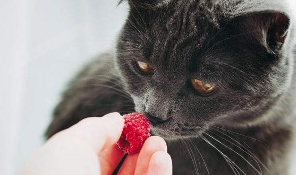 A mund të hanë macet mjedra? Shije freskuese apo rrezik i fshehur?