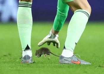 FOTO/ E paparë, miu “ultras” ndërpret ndeshjen Uells-Belgjike, ndërhyn…Courtois