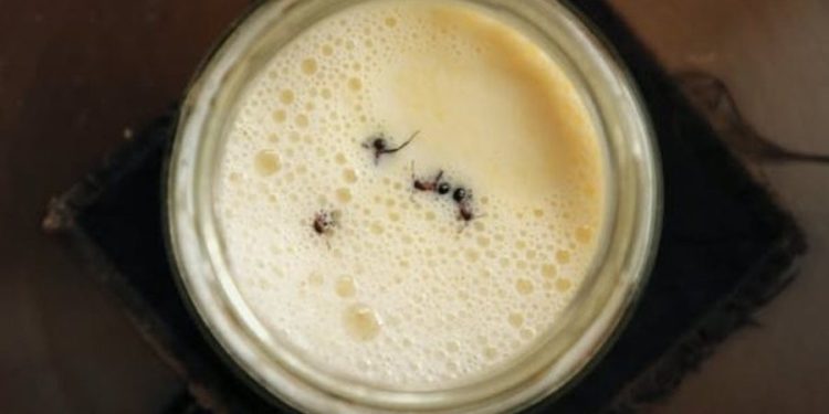 Kosi me milingona, një recetë e vjetër ballkanike habit shkencëtarët