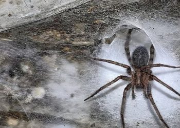 Brenda shpellës me 110 mijë merimanga në kufirin Shqipëri-Greqi (VIDEO)