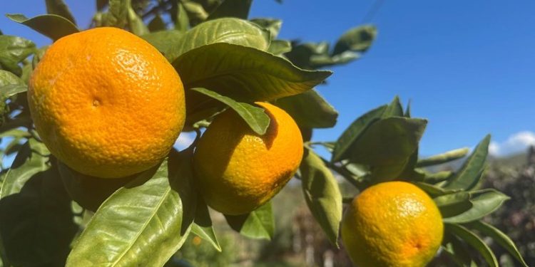 Fillon lufta me mandarinat dhe portokallet!