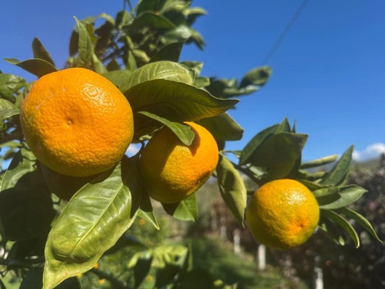 Fillon lufta me mandarinat dhe portokallet!