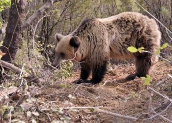 Policia: Ariu në Memaliaj ka ngordhur, po punojmë të zbulojmë kush e kapi në çark