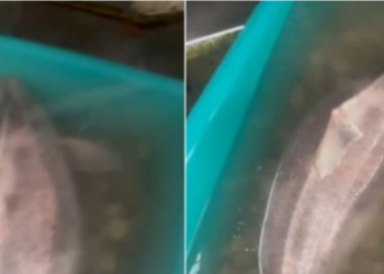 Kapet peshkaqeni “derr” në Vlorë