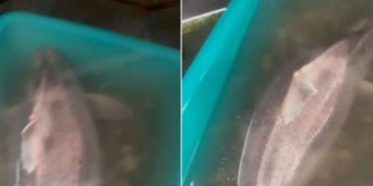 Kapet peshkaqeni “derr” në Vlorë