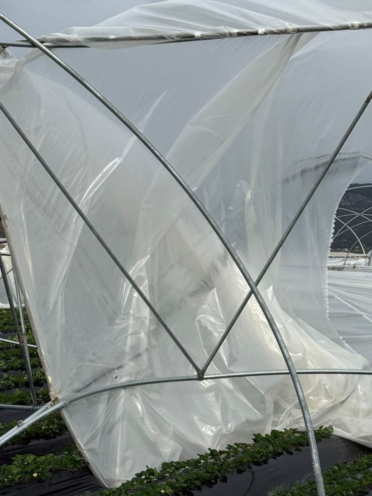 Stuhia, shihni si janë shkatërruar 1.2 Ha serra me luleshtrydhe (FOTO)