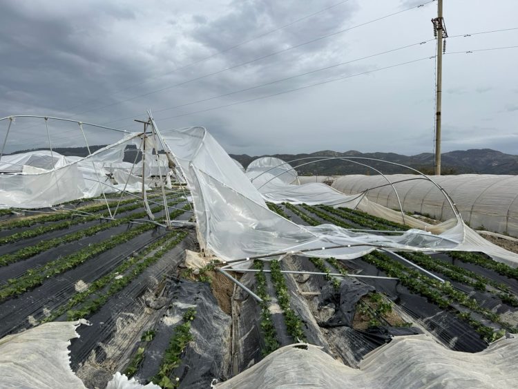 Stuhia, shihni si janë shkatërruar 1.2 Ha serra me luleshtrydhe (FOTO)