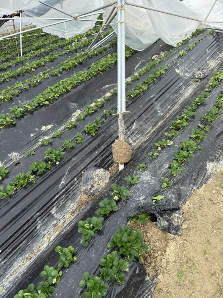 Stuhia, shihni si janë shkatërruar 1.2 Ha serra me luleshtrydhe (FOTO)