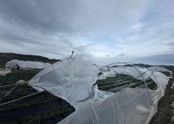 Stuhia, shihni si janë shkatërruar 1.2 Ha serra me luleshtrydhe (FOTO)