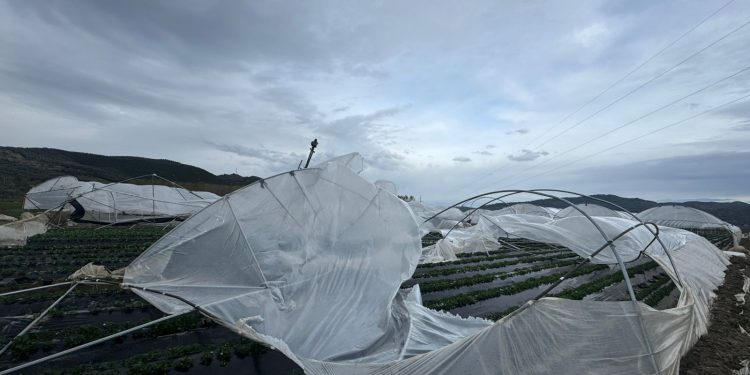 Stuhia, shihni si janë shkatërruar 1.2 Ha serra me luleshtrydhe (FOTO)